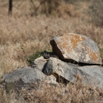 Serengeti N.P. Kaapse Klipdas (Procavia Capensis) (1362)