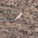 Serengeti N.P. Diadeemkievit (Vanellus Coronatus) (1372)