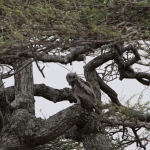 Serengeti N.P. Verreauxs Oehoe (Bubo Lacteus) (1575)