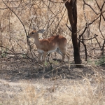 Serengeti N.P. Steenbokantilope (Raphicerus Campestris) (1391)