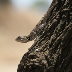 Serengeti N.P. Agama Aculeata (Agama Aculeata) (1399)