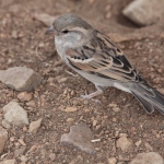 Serengeti N.P. Grijskopmus (Passer Griseus) (0954)