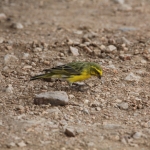 Serengeti N.P. Witbuikkanarie (Serinus Dorsostriatus) (1438)