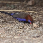 Serengeti N.P. Blauwbuikgranaatastrild (Uraeginthus Ianthinogaster) (1456)