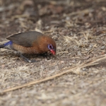 Serengeti N.P. Blauwbuikgranaatastrild (Uraeginthus Ianthinogaster) (1459)