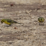 Serengeti N.P. Mozambiquesijs (Serinus Mozambicus) (1481)