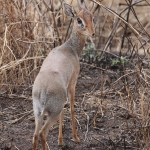 Serengeti N.P. Kirks Dikdik (Madoqua Kirkii) (1504)