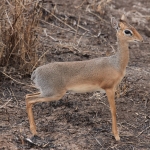 Serengeti N.P. Kirks Dikdik (Madoqua Kirkii) (1505)