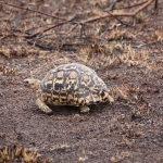 Serengeti N.P. Panterschildpad (Stigmochelys Pardalis) (1508)