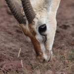 Ngorongoro Krater Grantgazelle (Nanger Granti) (1747)