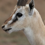 Ngorongoro Krater Grantgazelle (Nanger Granti) (1748)