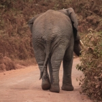 Ngorongoro Krater Afrikaanse Olifant (Loxodonta Africana) (1966)