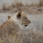 Ngorongoro Krater Leeuw ( Panthera Leo) (1752)