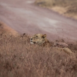 Ngorongoro Krater Leeuw ( Panthera Leo) (1754)