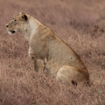 Ngorongoro Krater Leeuw ( Panthera Leo) (1758)