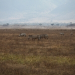 Ngorongoro Krater Steppezebra (Equus Quagga) (1739)