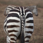 Ngorongoro Krater Steppezebra (Equus Quagga) (1912)