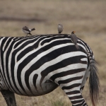 Ngorongoro Krater Steppezebra (Equus Quagga) (1936)