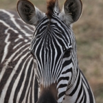 Ngorongoro Krater Steppezebra (Equus Quagga) (1947)