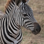 Ngorongoro Krater Steppezebra (Equus Quagga) (1948)