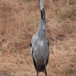 Ngorongoro Krater Blauwe Reiger (Ardea Cinerea) (1961)