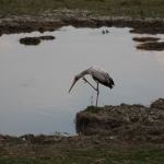 Ngorongoro Krater Afrikaanse Nimmerzat (Mycteria Ibis) (1809)