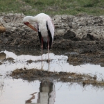 Ngorongoro Krater Afrikaanse Nimmerzat (Mycteria Ibis) (1810)