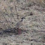 Ngorongoro Krater Diadeemkievit (Vanellus Coronatus) (1907)