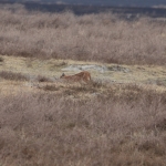 Ngorongoro Krater Caracal (Felis Caracal) (1797)