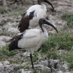 Ngorongoro Krater Heilige Ibis (Threskiornis Aethiopicus) (1801)