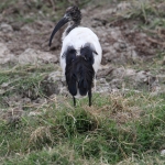 Ngorongoro Krater Heilige Ibis (Threskiornis Aethiopicus) (1802)