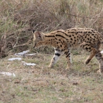 Ngorongoro Krater Serval (Leptailurus Serval) (1838)