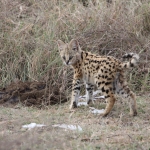 Ngorongoro Krater Serval (Leptailurus Serval) (1845)