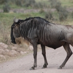 Ngorongoro Krater Wildebeest  (Connochaetes Taurinus) (1864)