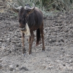 Ngorongoro Krater Wildebeest  (Connochaetes Taurinus) (1874)