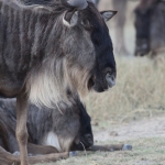 Ngorongoro Krater Wildebeest  (Connochaetes Taurinus) (1895)