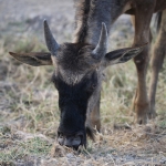 Ngorongoro Krater Wildebeest  (Connochaetes Taurinus) (1898)