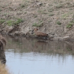 Ngorongoro Krater Hamerkop (Scopus Umbretta) (1960)