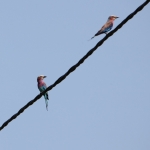 Zanzibar Vorkstaartscharrelaar (Coracias Caudatus) (2242)