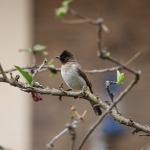 Zanzibar Grauwe Buulbuul (Pycnonotus Barbatus) (2014)