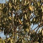 Zanzibar Kardinaalspecht (Dendropicos Fuscescens) (2153)