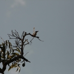 Zanzibar Gestreepte IJsvogel (Halcyon Chelicuti) (2165)