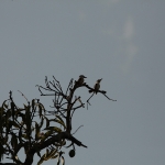 Zanzibar Gestreepte IJsvogel (Halcyon Chelicuti) (2171)