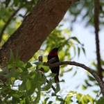 Zanzibar Roodborsthoningzuiger (Chalcomitra Senegalensis) (2200)