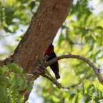 Zanzibar Roodborsthoningzuiger (Chalcomitra Senegalensis) (2203)