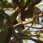 Zanzibar Mangrove IJsvogel (Halcyon Senegaloides) (2184)