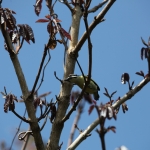 Zanzibar Geelstuitketellapper (Pogoniulus Bilineatus) (2223)