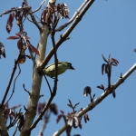 Zanzibar Geelstuitketellapper (Pogoniulus Bilineatus) (2224)