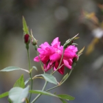 Flores .0117