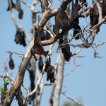 N.P. Pulau Tujuhbelas: Kalong (Pteropus Vampyrus) .0126